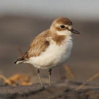 Tibetan Sand Plover